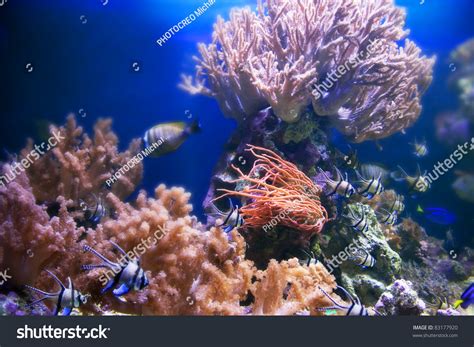 Underwater Life Coral Reef Fish Colorful Plants In