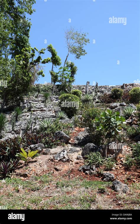 Various Types Of Cuban Vegetation Grown In The Paradisus Doro Hotel