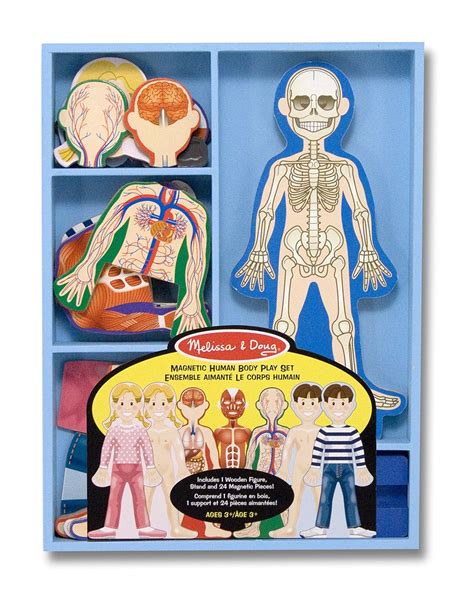 Here you will learn about how the body's organs like the digestive system, skeletal system, brain, nervous system, and. Human Body Activities & Experiments for Kids - This ...