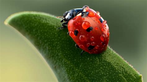 Nature Insect Ladybugs Macro Wallpapers Hd Desktop And Mobile Backgrounds