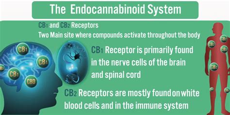 the little known clinical endocannabinoid deficiency