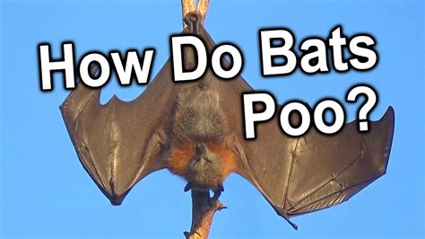 How Do Bats Poop Awesome Flying Foxes Youtube