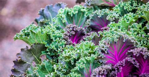 Kale Growing Guides Tips And Information Gardeners Path