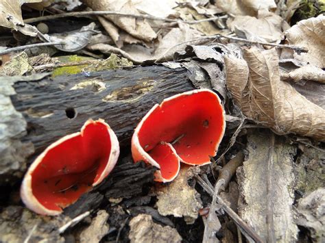 Red Cup Fungus Sarcoscypha Coccinea Dudleyi Or Austriac Flickr