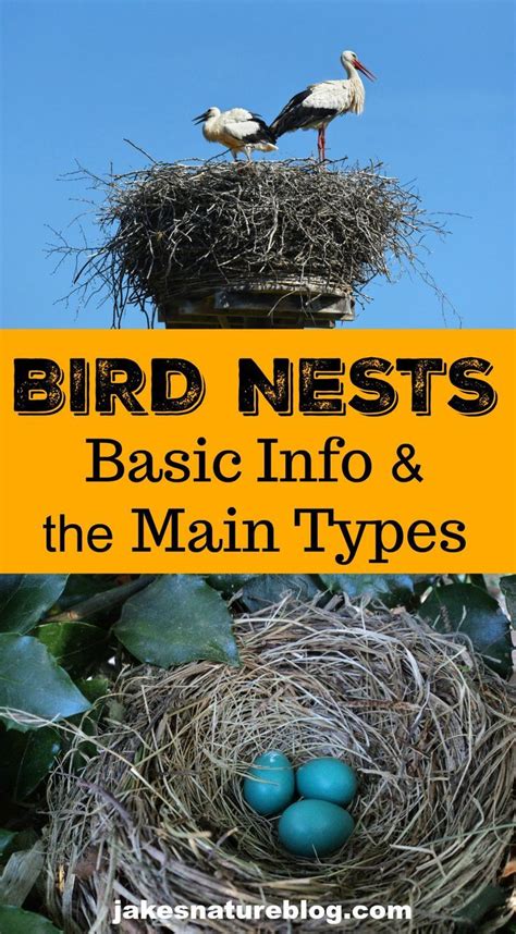 Bird Nests For Dummies Basics Main Types Jake S Nature Blog