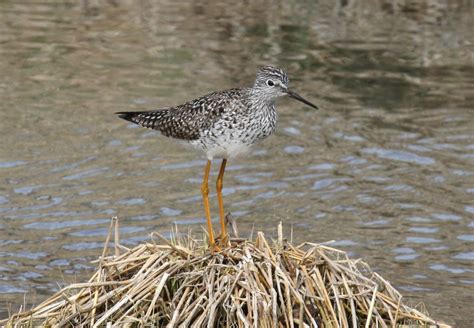Do you want to make less mistakes in english? LESSER YELLOWLEGS - Birds of Nebraska - Online