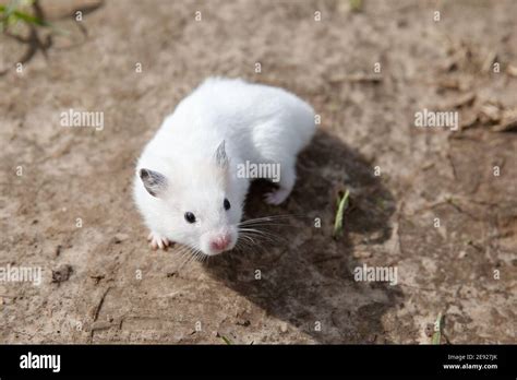 White Hamster Walking Domestic Hamster On The Outside Stock Photo Alamy