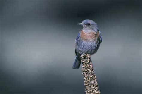 Western Bluebird Boxes Audubon California
