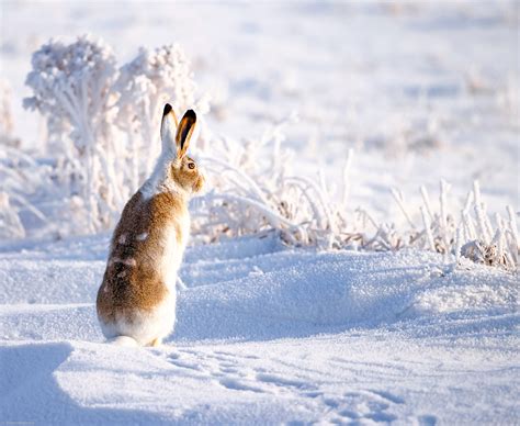 Image Hares Snow Animal 2500x2050