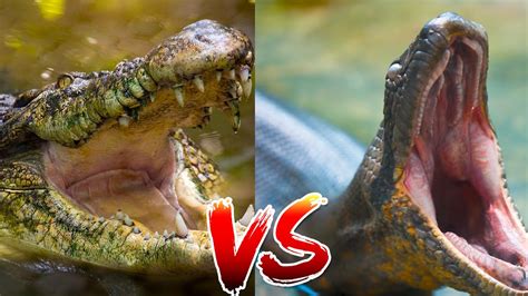 Anaconda Vs Crocodile Who Would Win Youtube