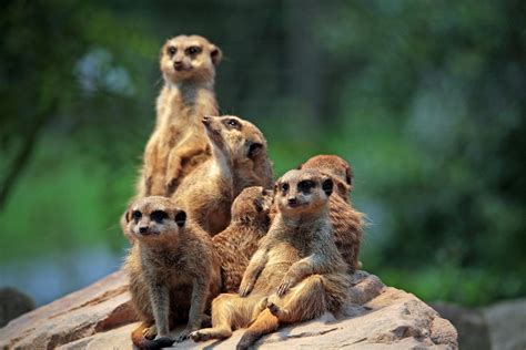 Care For Us Meerkat Wild Welfare