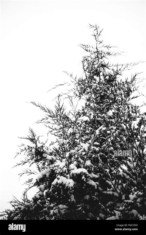 Black And White Winter Tree Hi Res Stock Photography And Images Alamy