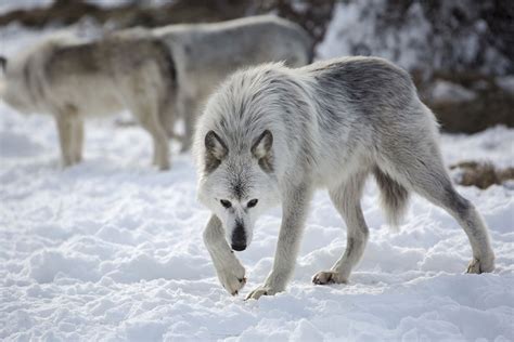 Image Result For Wolf Menacing Wolf Poses Wolf Dog Wolf Spirit Animal
