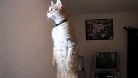 The Best 28 Standing Cat Pfp Meme Original Bitraswasuud
