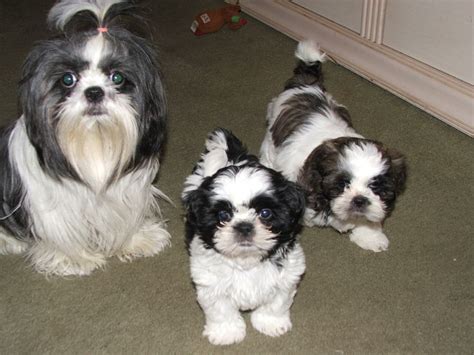 Watch our puppy grow shih tzu transformation. Shih Tzu Puppies For Sale | Norman, OK #269382 | Petzlover