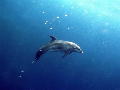 Bottlenose dolphins have a sharp sense of hearing. HD Dolphin Wallpapers - HD Animal Wallpapers