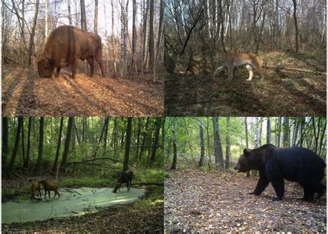 European bank for reconstruction and development. How did Chernobyl become a refuge for wildlife?