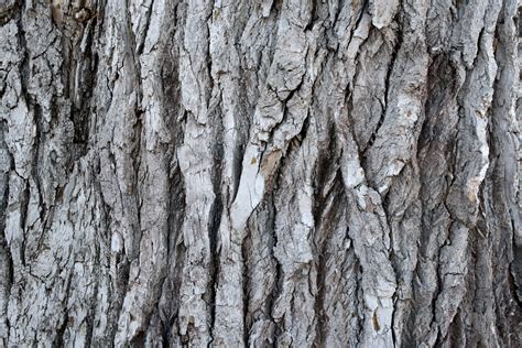 Bark Texture Picture | Free Photograph | Photos Public Domain