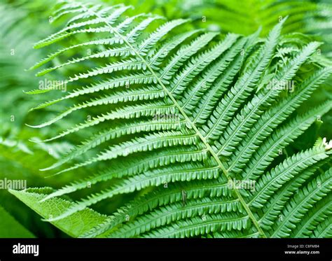 Fresh Green Fern Leaf Close Up Shot Stock Photo Alamy