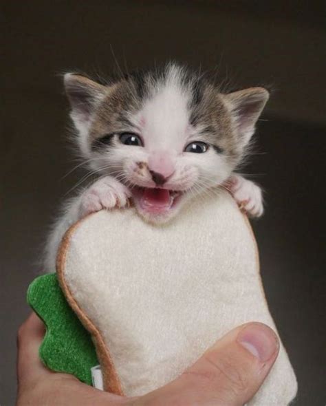 This Guy Makes The Best Kitten Sandwiches And They Look Delicious Cat