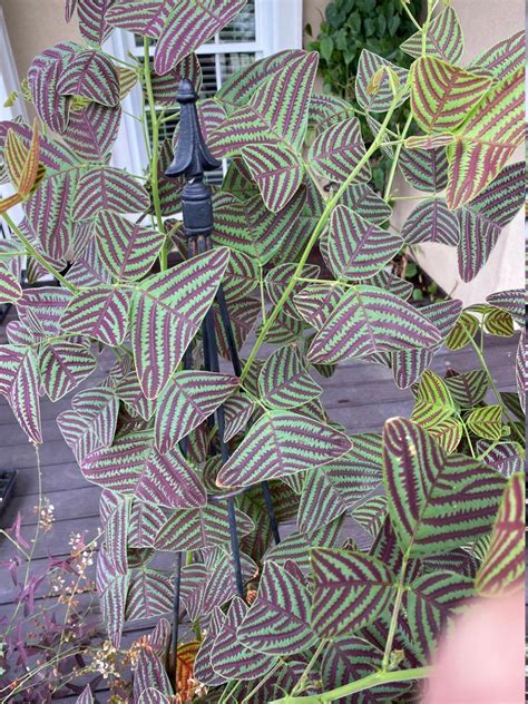Biologische Large Leaf Christia Obcordata Of Butterfly Wing Etsy Butterfly Plants Plants