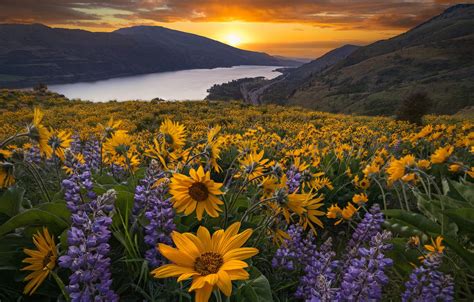 Wallpaper Sunset Flowers Mountains River Meadow