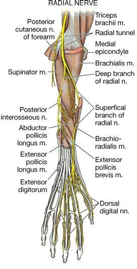 Radial Nerve Entrapment At The Elbow Radial Tunnel Syndrome And