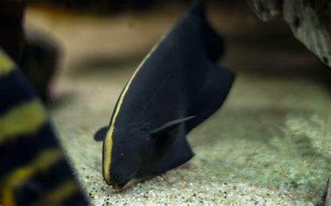 Black Ghost Knifefish Habitat Care Feeding Tank Size Breeding