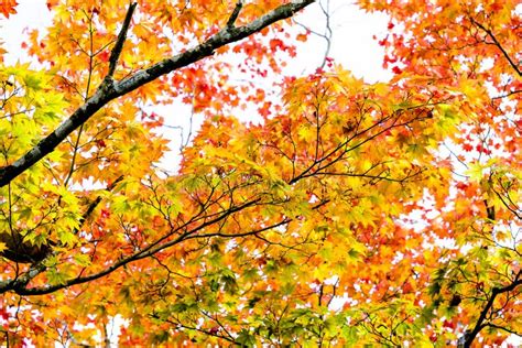 Maple Autumn Sunlight Maple Tree Branch In Autumn Turn To Red Orange