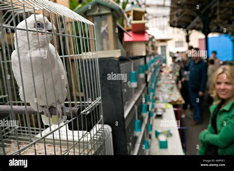 Bird Market Paris Stock Photos And Bird Market Paris Stock Images Alamy