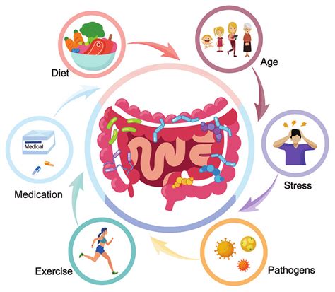 Factors Affecting The Structure Of Gut Microbiota Various Factors