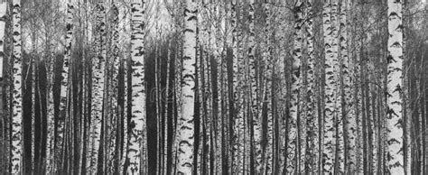 Black And White Birch Trees With Birch Bark In Birch Forest Stock Photo
