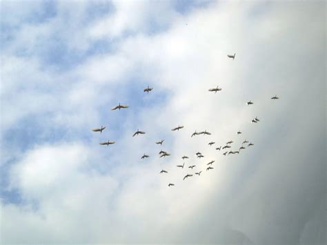 Flock Of Birds Free Stock Photo Public Domain Pictures