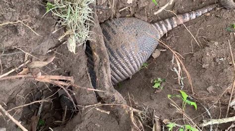 Resident Armadillo Digging A Hole Youtube