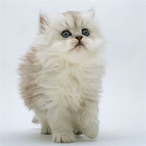 White Fluffy Kitten Ipad Wallpaper Kittens Cutest Cute Cats Kitten