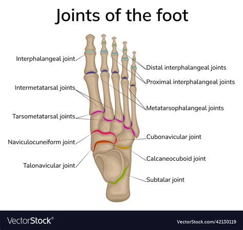Joints Of The Foot Royalty Free Vector Image Vectorstock