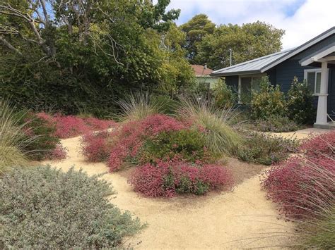 8 Drought Tolerant Lawn Substitutes California Native Garden Meadow