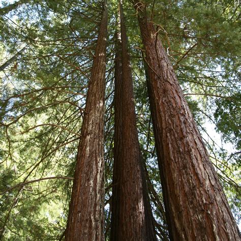 Sequoia Sempervirens Séquoia à Feuilles Dif Un Conifère Géant