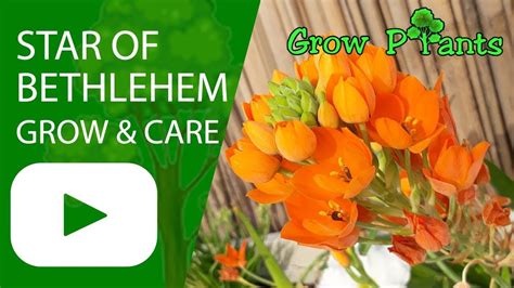 Star of bethlehem flower uses. Star of bethlehem flower - growing and care - Plant ...