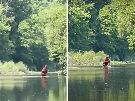 Bigfoot Filmed Crossing Michigan River Carrying Baby Sasquatch