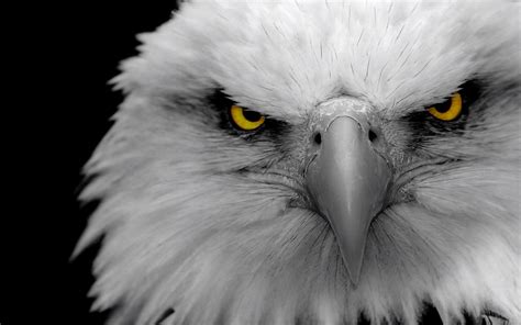 Angry Eagles Wallpapers Hd Desktop And Mobile Backgrounds
