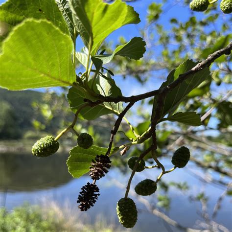 Graines Daulne Glutineux Semences Dalnus Glutinosa