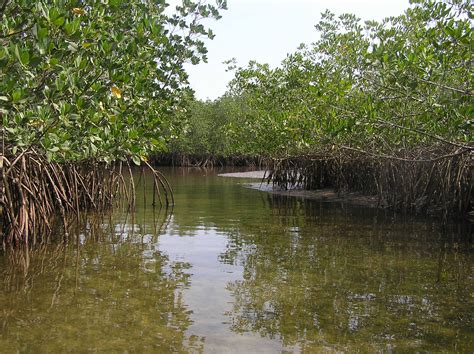 Experts Develop Africas Highest Quality Mangrove Maps Yet Wetlands