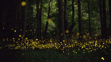 Long Exposure Fireflies At Night In Japan Tsuneaki Hiramatsu 6 Twistedsifter