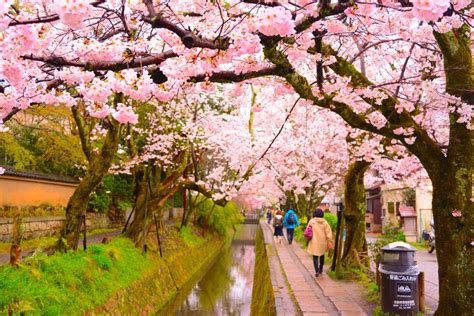5 Best Places To View The Cherry Blossoms In Japan Japan Rail Pass