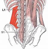The Core Muscles Images