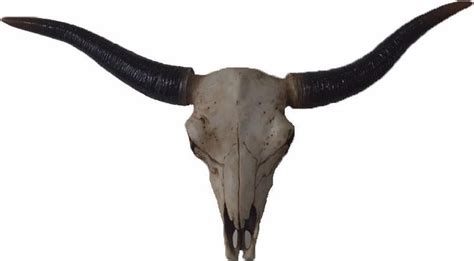 Mooie echte buffelschedel met dikke hoorns voor €95,00 afmetingen: bol.com | Koe schedel met hoorns 52 cm