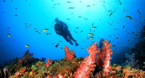 Bali Diving Tours Explore Best Bali Dive Spots Bali Star Island