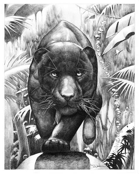 Florida Panther Drawing At Explore Collection Of