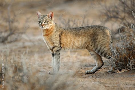 An African Wild Cat Felis Silvestris Lybica Kalahari Desert South